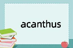 acanthus是什么意思