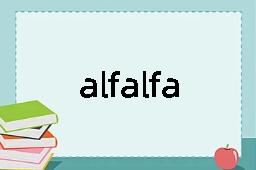 alfalfa是什么意思