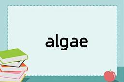 algae是什么意思