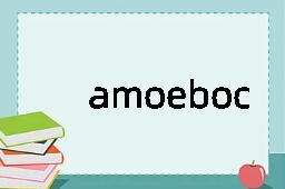 amoebocyte是什么意思