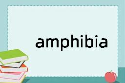 amphibia是什么意思