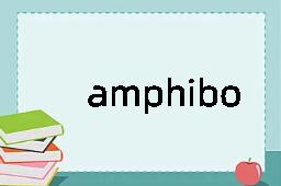 amphibole是什么意思