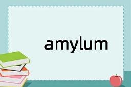 amylum是什么意思