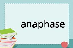 anaphase是什么意思