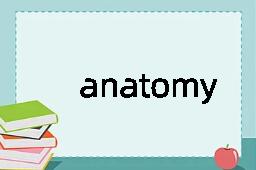 anatomy是什么意思