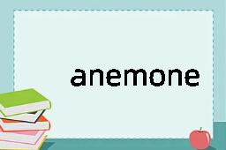 anemone是什么意思