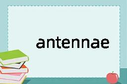 antennae是什么意思