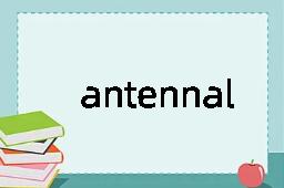 antennal是什么意思