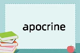 apocrine是什么意思