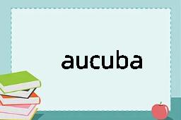 aucuba是什么意思