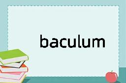 baculum是什么意思