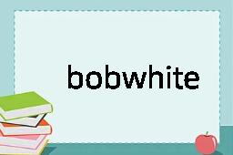 bobwhite是什么意思