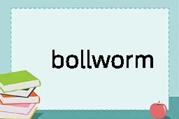 bollworm是什么意思