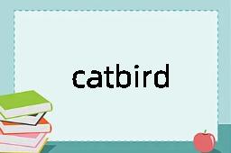 catbird是什么意思