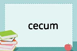 cecum是什么意思