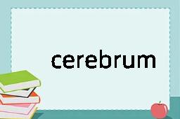 cerebrum是什么意思