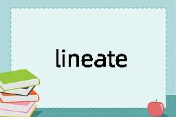 lineate是什么意思