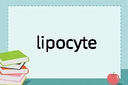 lipocyte是什么意思