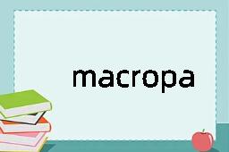 macropaedia是什么意思