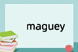 maguey是什么意思