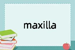 maxilla是什么意思