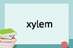 xylem是什么意思