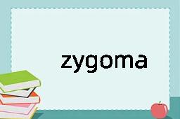 zygoma是什么意思