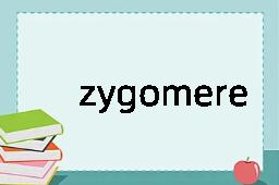 zygomere是什么意思
