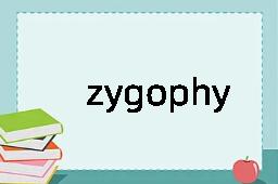 zygophyte是什么意思