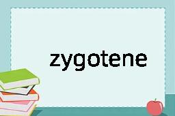 zygotene是什么意思